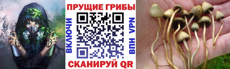 Псилоцибиновые грибы GOLDEN TEACHER  Безенчук 